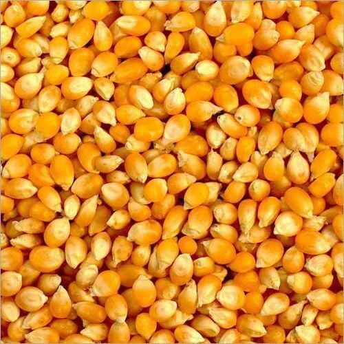 Yellow Organic Raw Maize Seeds