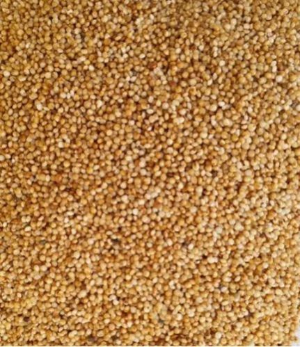 Organic Kodo Millet, For Cattle Feed, Cooking, Style : Dried