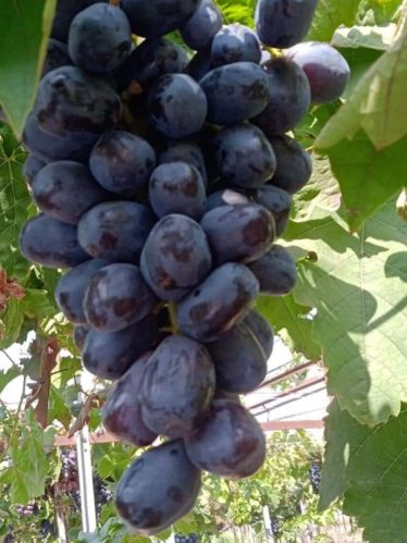 Black Grapes, Variety : NSK