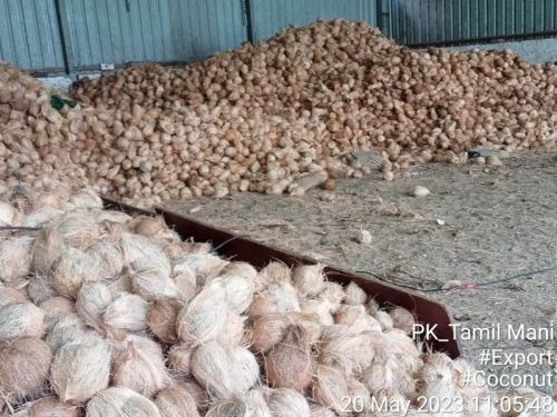 Organic Semi Husked Coconuts, Packaging Type : Gunny Bags, Jute Bags, Plastic Sack, Carton Box