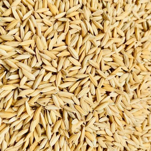 Paddy Seeds, For Agriculture, Purity : 98%