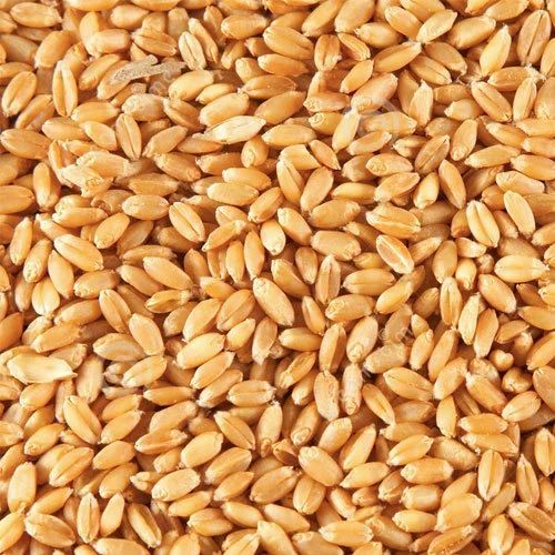 Wheat Seeds, For Roti, Khakhara, Chapati, Packaging Type : Bag