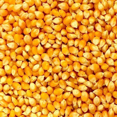 Yellow Maize Seeds, For Making Popcorn, Human Food, Cattle Feed, Packaging Type : Bag