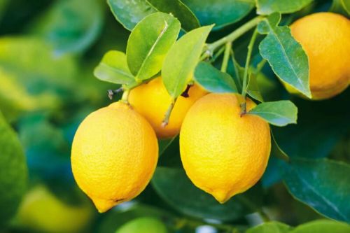 Organic Lemon, For Juice, Cold Drinks