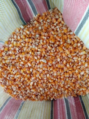 Yellow Corn Animal Feed, Packaging Size : 50kg