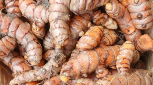 Raw Natural Turmeric Finger, For Food, Spices Human Consumption, Packaging Size : 10kg, 25kg 50kg