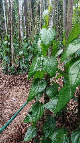 Betel Leaf, Style : Fresh