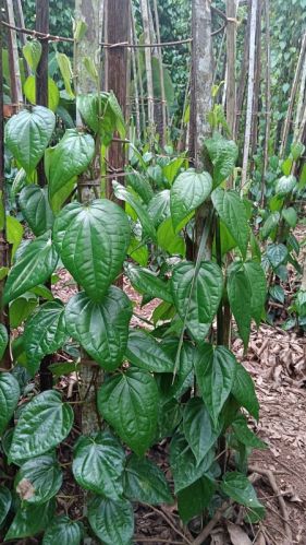 Green Natural Herbal Fresh Betel Leaves, Length : 0-5 Inches, 5-10 Inches