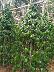 Sweet Betel Leaves, Style : Fresh