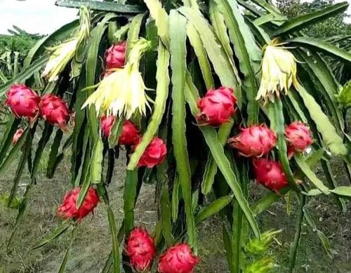 Pink Organic Fresh Dragon Fruit, For Human Consumption