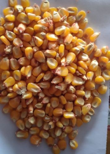 Yellow Corn Animal Feed, Packaging Size : 50kg