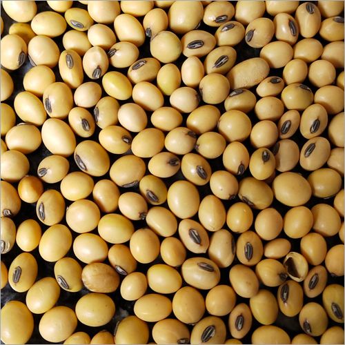 Soybean Seeds, Color : Brown