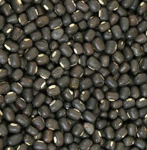 Whole Black Urad Dal, For High In Protein