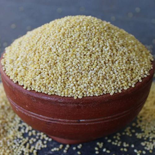 Yellow Proso Millet Seed, For Cooking, Cattle Feed, Variety : Natural