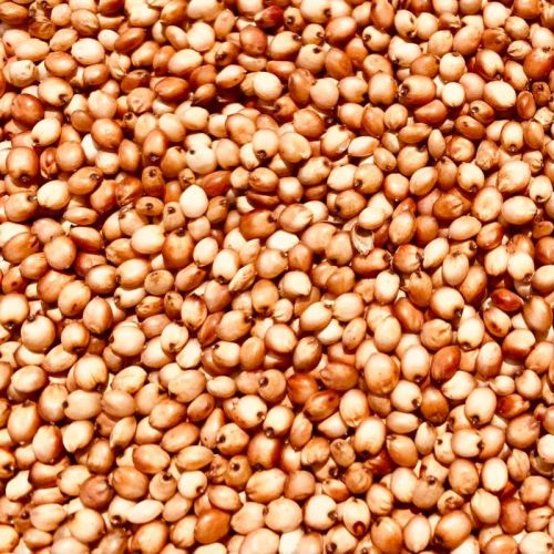 Brown Sorghum Seed, For Cooking, Cattle Feed, Style : Dried