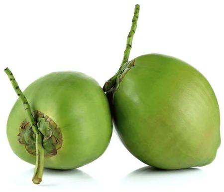 Green Organic Tender Coconut, For Pooja, Cooking, Packaging Type : Gunny Bags