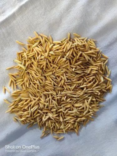 Natural Brown Paddy Rice Dhan, For Cooking, Food, Human Consumption, Style : Dried