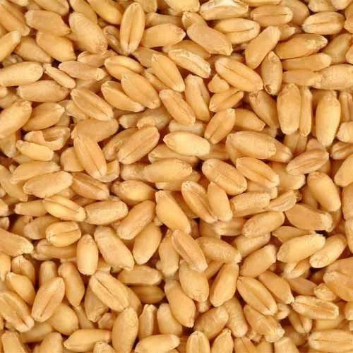 Natural Wheat Grains, For Making Bread, Cooking, Cookies, Bakery Products, Packaging Type : PP Bag