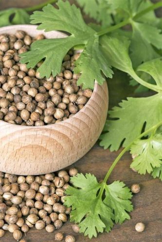 Common Coriander Seeds, Certification : FSSAI Certified
