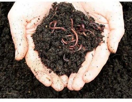 Brown Organic Vermicompost Fertilizer, For Agriculture, Purity : 95%