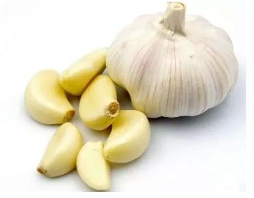 Common Fresh Garlic, For Cooking, Style : Solid
