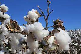 White Raw Cotton