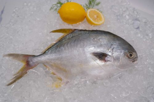 POMPANO, Packaging Type : White, Freezing Process : Cold Storage