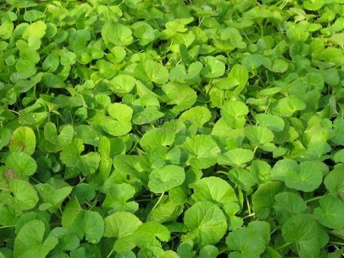 Light Green Natural Centella Asiatica Leaves, For Medicinal, Food Additives, Style : Dried