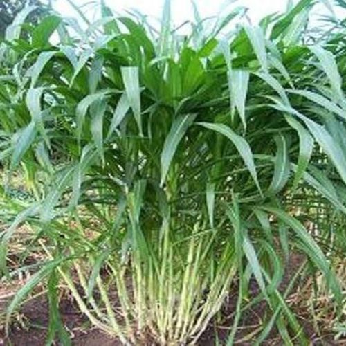 Green Organic Hybrid Super Napier Grass, For Cattle Feed, Style : Natural