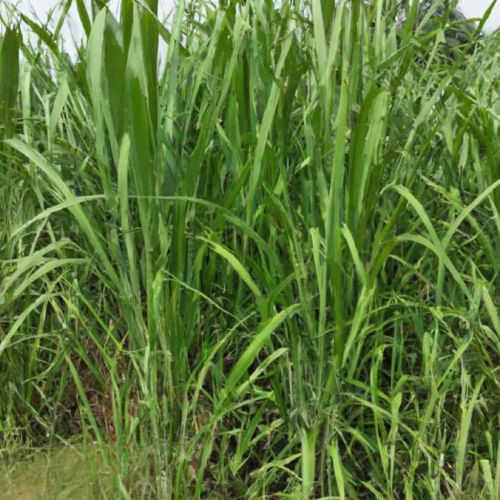 Green Organic Super Napier Grass, For Cattle Feed, Length : 10-20 Cms