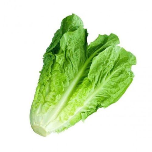 Green Fresh Romaine Lettuce, For Cooking, Feature : Healthy