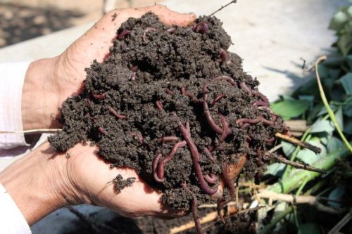 Brown Organic Earthworm Vermicompost Fertilizer