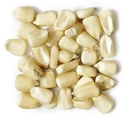 Organic White Maize Seeds, For Animal Feed, Packaging Type : PP Bag