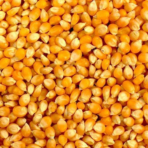 Organic Yellow Maize Seeds, For Animal Feed, Human Consumption, Packaging Type : Plastic Pack