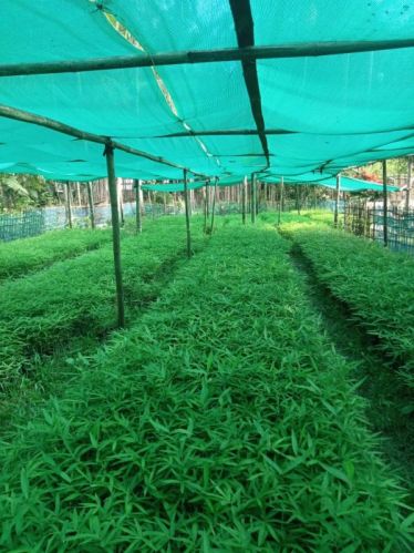 Bamboo Plant For Home Decoration