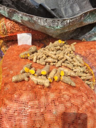 Polished Raw Natural Turmeric, For Food Medicine, Length : 3 Inces