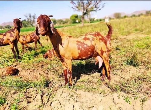 Brown Sirohi Goat