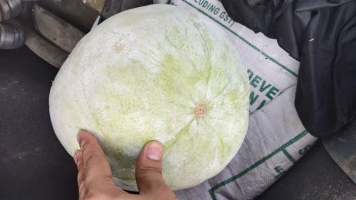 Oval Ashgaurd Fresh Ash Gourd, Size : 2-15 Kg, Taste : Delicious