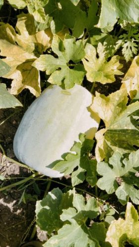 Ash Gourd, For Human Consumption, Shelf Life : 10 Days