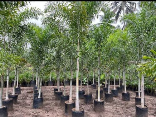 Foxtail Palm, Packaging Type : Plastic Bag