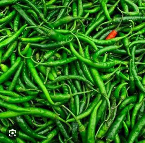 Fresh Green Chilli, Packaging Type : Plastic Box, Paper Box