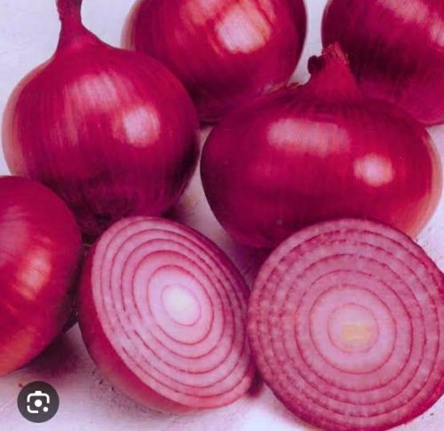 Fresh Red Onion, Packaging Type : Net Bag