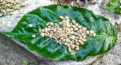 Robusta Coffee Beans, Certification : FSSAI