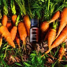 Carrot Seed Oil, Certification : GMP, Halal, FSSAI, ISO