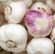 Organic Fresh Garlic, For Human Consumption