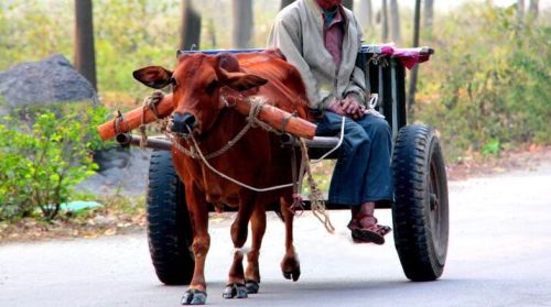 Animal Driven Vehicle Tyres