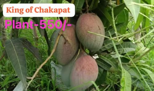 Green King Of Chakapat Mango Plant