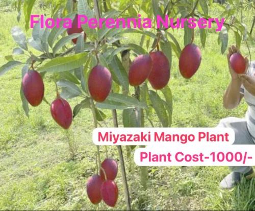 Green Miyazaki Mango Plant