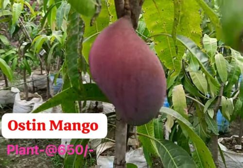 Green Ostin Mango Plant