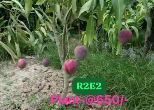 Green R2E2 Mango Plant